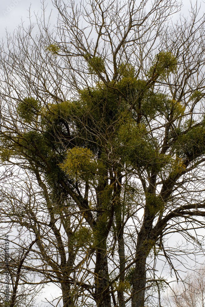 Obraz premium A tree with beauty 