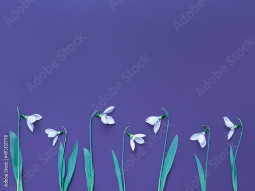 White snowdrop flovers standing on a purple background with copy space. Minimalistic spring concept. Flat lay