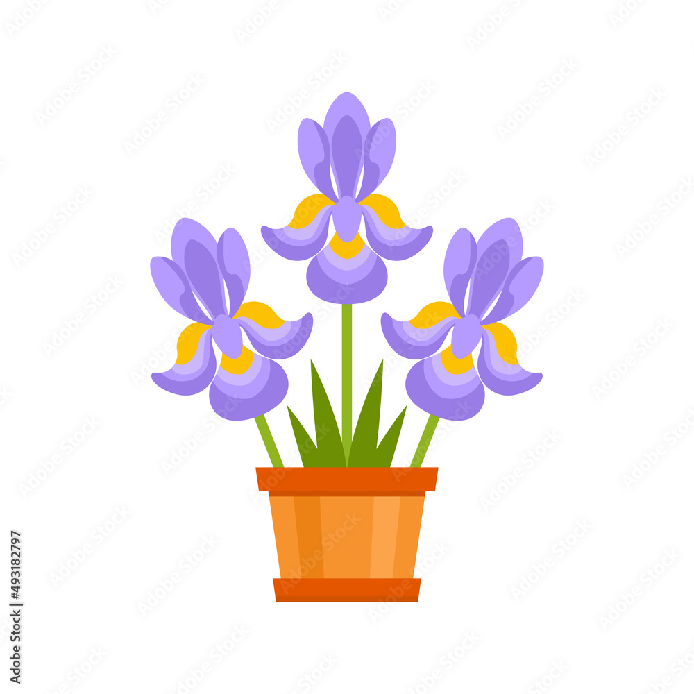 Iris in flower pot isolated on white. Gift bouquet. Vector illustration. Icon in simple flat style.