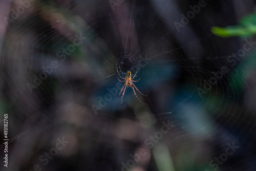 A spider prepares a web for prey in the forest of the Dominican Republic 