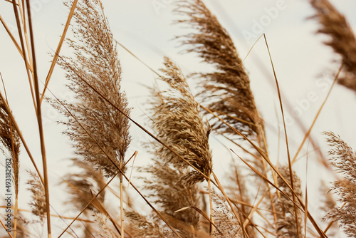 Dry reeds sway in wind. Beige brown pampas grass against an overcast sky on shore of a lake, pond. With fluffy panicles of inflorescences. Natural plants for the construction of houses, gazebos, roofs