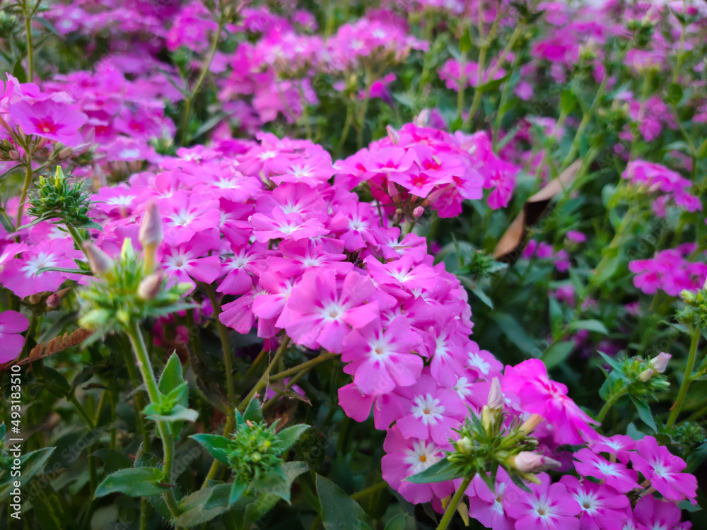 Obraz premium Colorful pink annual phlox or drumondii phlox flowers in a park soft focus images.