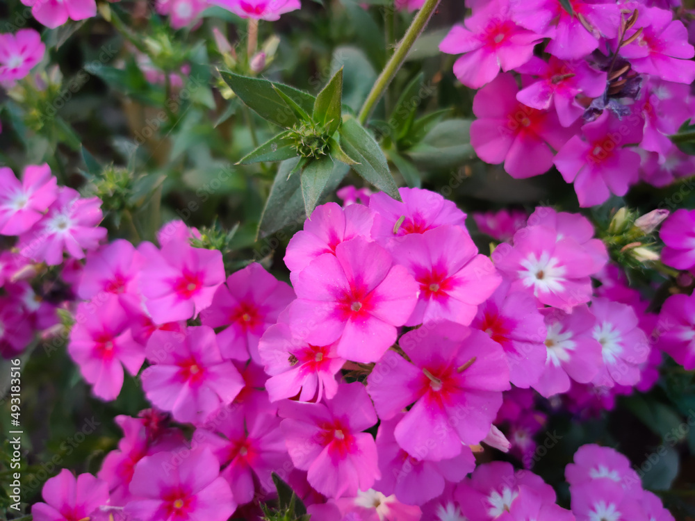 Colorful pink annual phlox or drumondii phlox flowers in a park soft focus images.