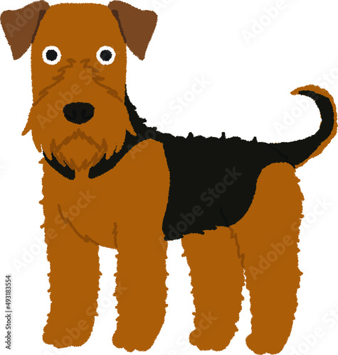 エアデールテリアの犬イラスト