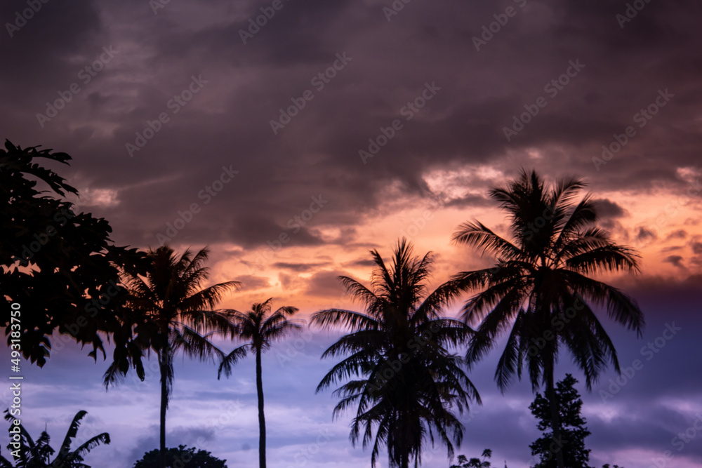 Obraz premium trees at sunset