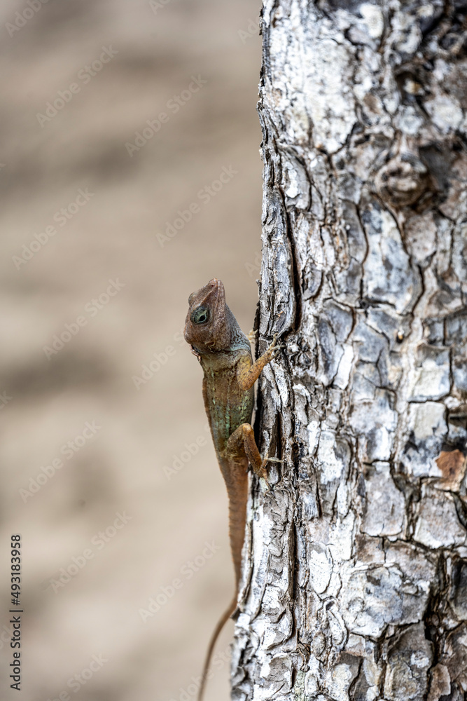 Obraz premium gecko sits on a branch in a hunter's pose and looks around in the Dominican Republic 