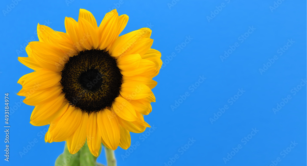 Yellow sunflower over blue background Yellow sunflower over blue background