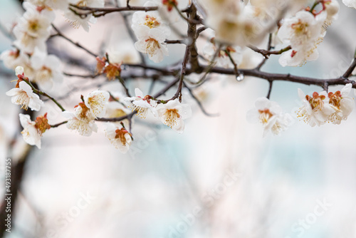 cherry blossom tree after rain