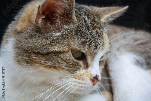 portrait of a cat