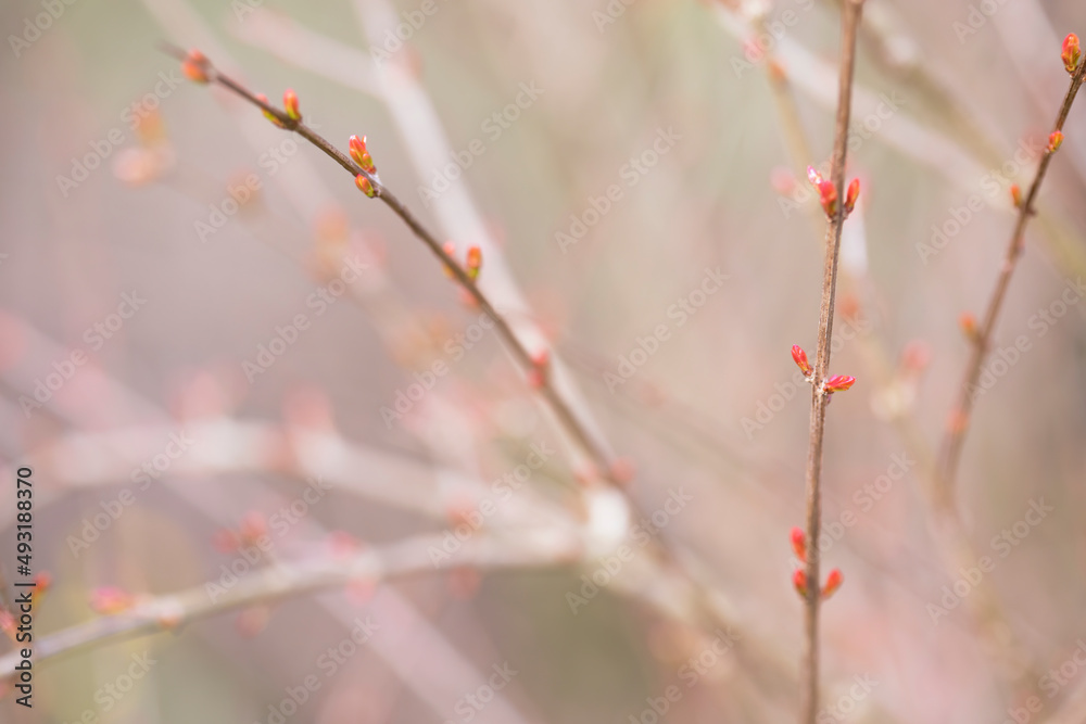 pastel pink background with branches of pomegranate tree with leaves coming out in spring with space for copy