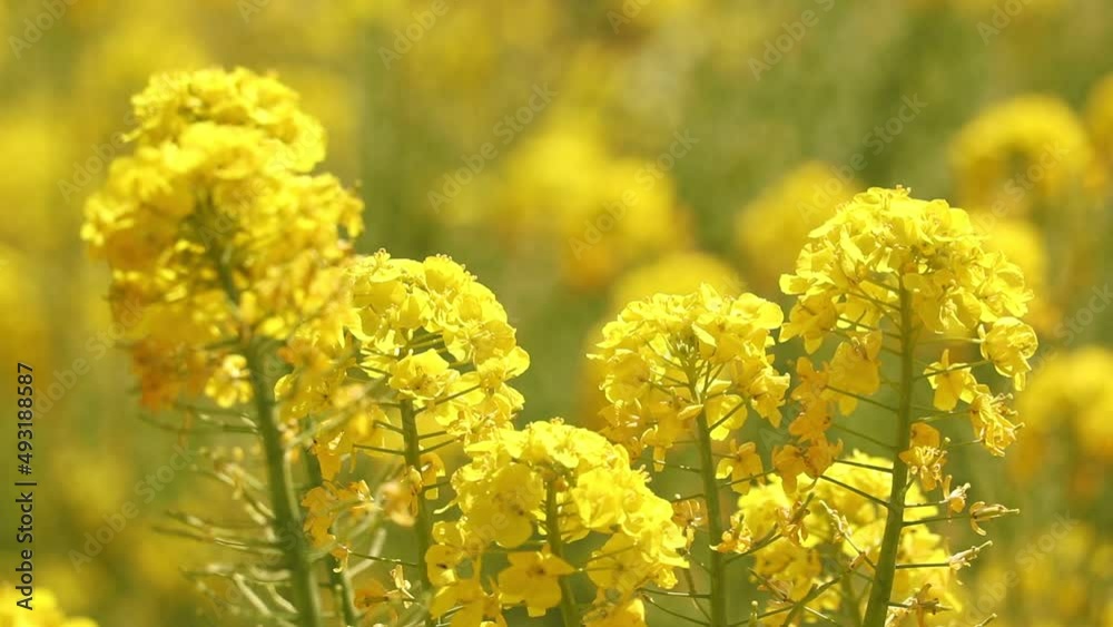 神奈川県足柄上郡松田町 菜の花 神奈川県足柄上郡松田町 菜の花
