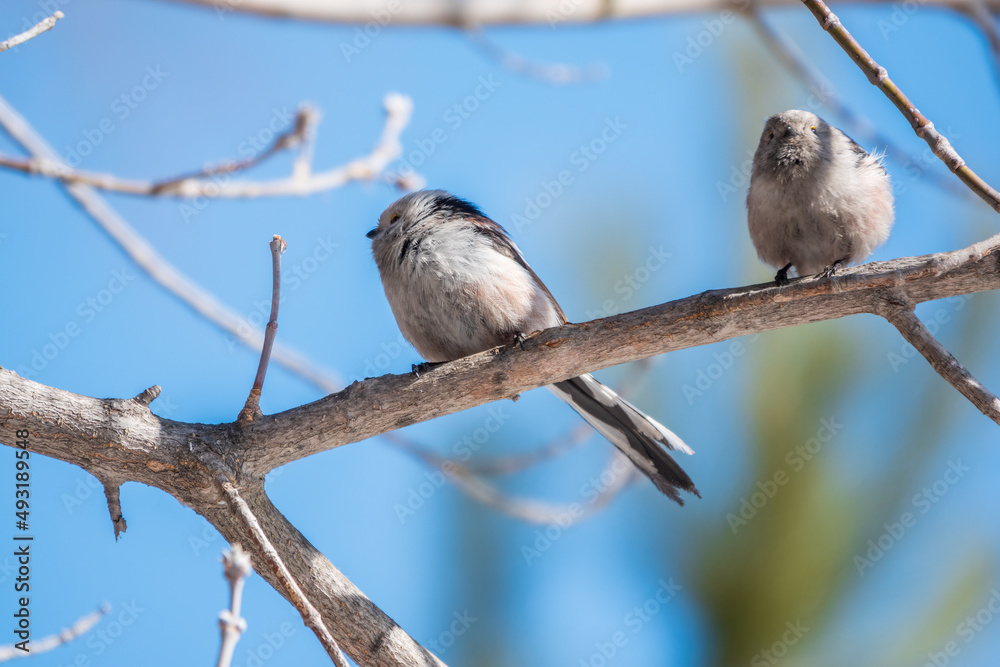 Two European long-tailed tits, latin name Aegithalos caudatus. Two birds sitting on a branch in a deciduous forest.