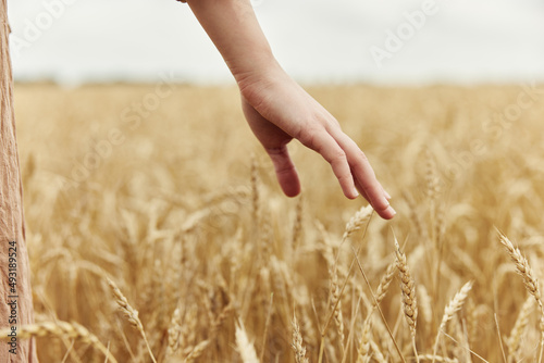 touching golden wheat field countryside industry cultivation harvest