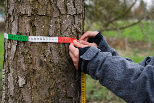 Ranger measures tree circumference with a tape, inspection by a forester in the spring, wood industry, environmental conversation photo