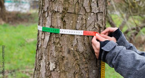 Ranger measures tree circumference with a tape, inspection by a forester in the spring, wood industry, environmental conversation
 photo