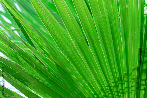 Bright green palm leaves close up. Nature beauty  summer concept. Jungle inspired background