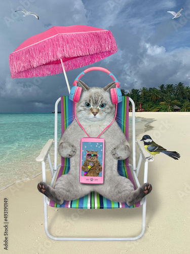 An ashen cat seats on a beach chair and listens to music  under an umbrella on the sea shore in the Maldives. © iridi66
