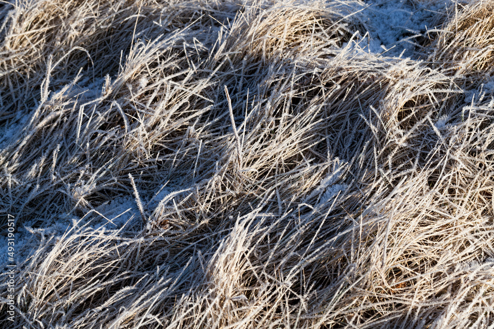 grass covered with ice and frost in the winter season