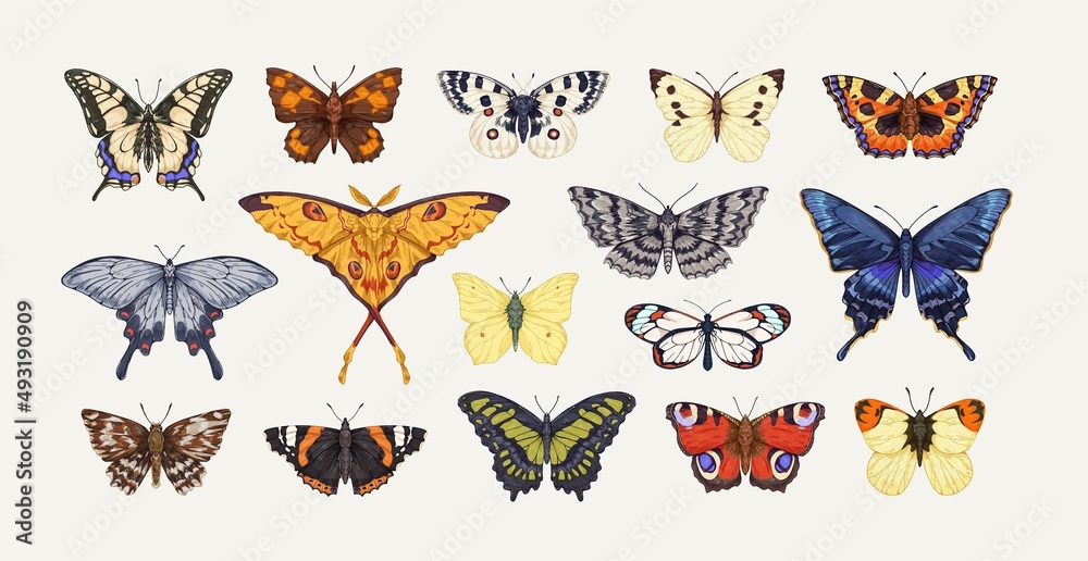 Realistic butterflies set. Flying insects, delicate moths species with multicolored wings collection. Vintage detailed drawings. Colored hand-drawn vector illustrations isolated on white background - obrazy, fototapety, plakaty 