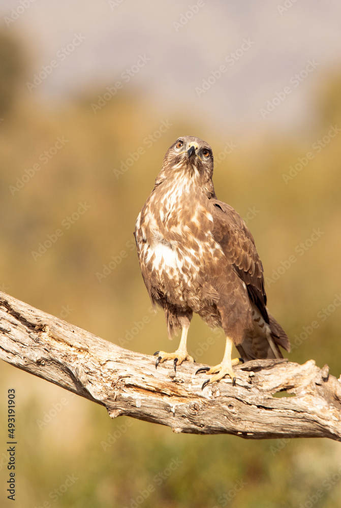 Common buzzard in a Mediterranean forest area of its territory with the first light of day Common buzzard in a Mediterranean forest area of its territory with the first light of day