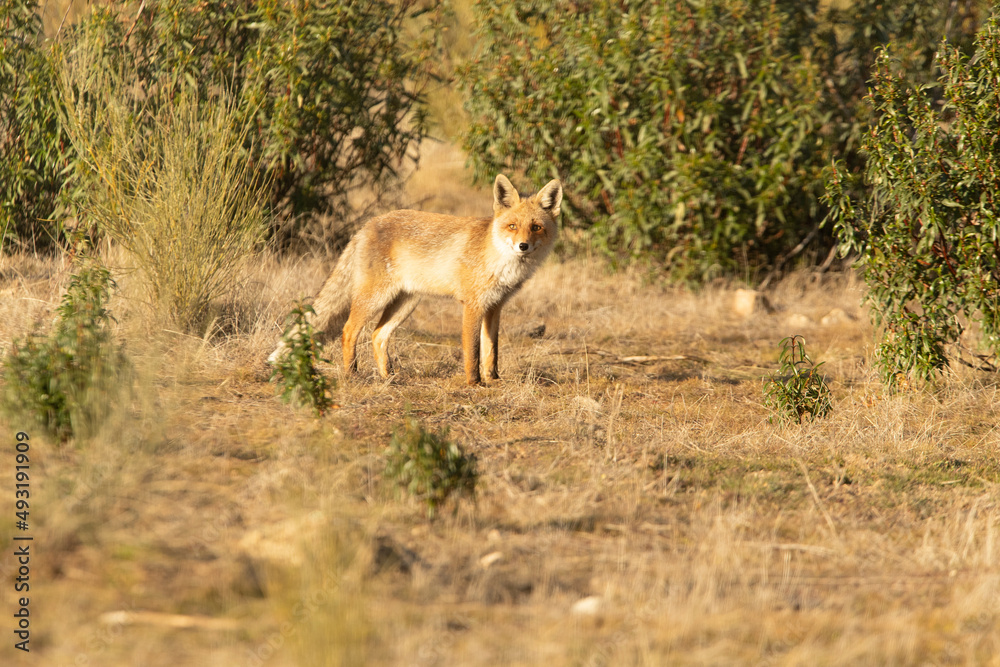 Red fox in a Mediterranean forest looking for food in the last light of a cold winter day Red fox in a Mediterranean forest looking for food in the last light of a cold winter day