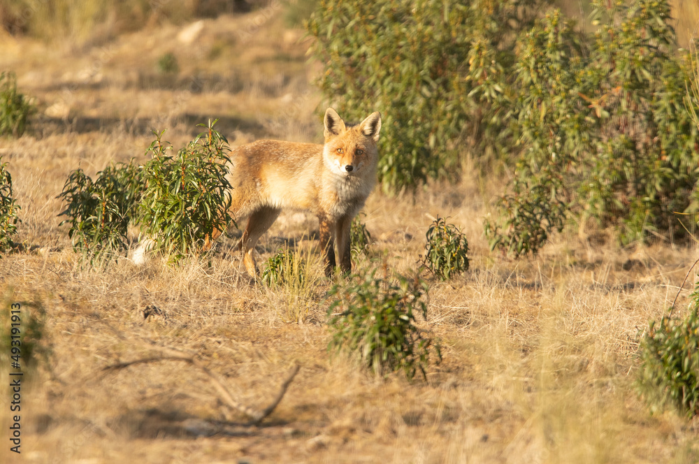 Red fox in a Mediterranean forest looking for food in the last light of a cold winter day