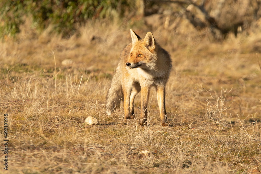 Red Fox in a Mediterranean scrub area with the last lights of a winter day Red Fox in a Mediterranean scrub area with the last lights of a winter day