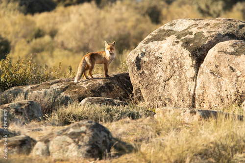 Red fox in a Mediterranean forest looking for food in the last light of a cold winter day