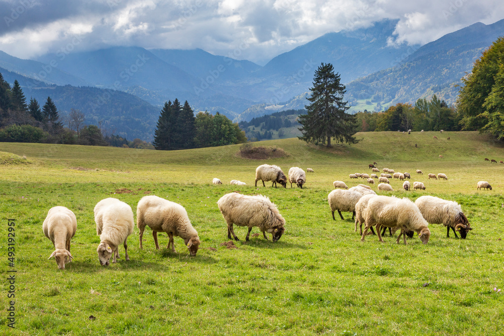 Sheep in mountain. French Alps at Granges de Joigny.