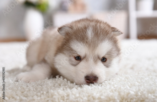 Sweet Alaskan malamute puppy lying on the carpet in the room