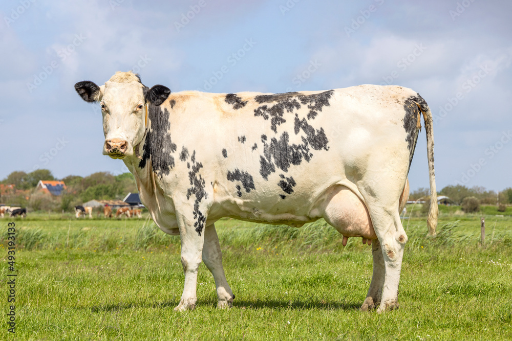 Dairy cow standing on green grass in a pasture and a blue sky, side view full lenght, dutch black and white Dairy cow standing on green grass in a pasture and a blue sky, side view full lenght, dutch black and white