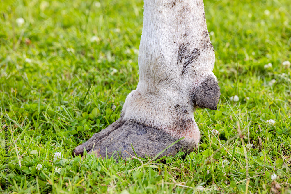 Hoof of a dairy cow standing in a green grass field, white shoe Stock ...