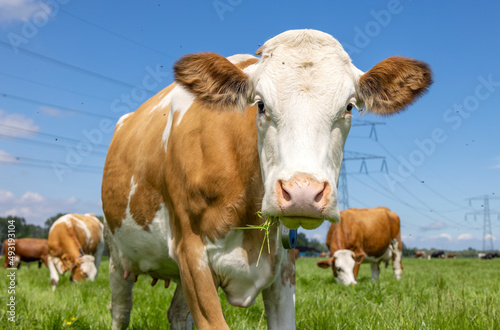 Cow approaching in a pasture under a blue sky and a herd of cows as background, pink nose red and white montbeliarde and horizon over land