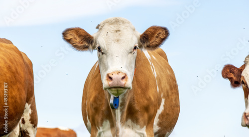 Cow portrait, a cute and calm red bovine, white face, pink nose, red ears and friendly expression, front view © Clara