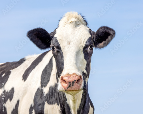 Cute cow, skinny face, black and white friendly innocent look, pink nose, medium shot of a head in front of a blue sky.