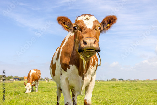 Cute cow  looking curious  oncoming in a green field  approaching  walking in a pasture under a blue sky   horizon over land