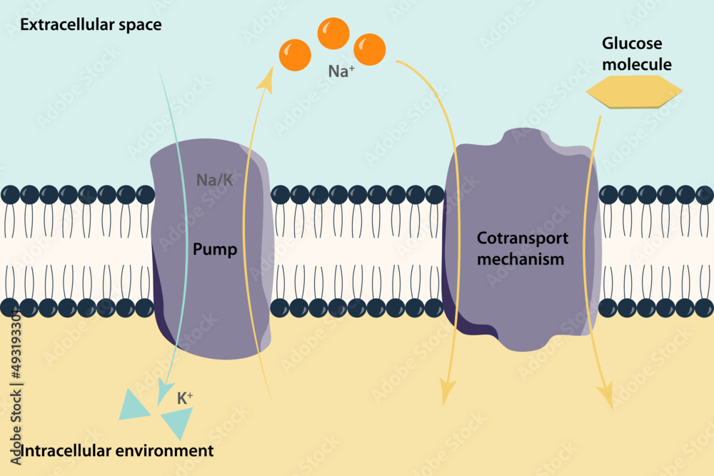 Secondary active transport