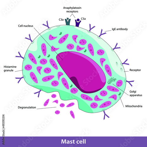 Mast cell structure including Golgi apparatus, mitochondria, degranulation process, cell nucleus, C3a, C5a anaphylatoxin receptors, lgE antibody photo
