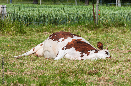 Vache couchée dans l'herbe dans un pré, vache malade, vache morte photo