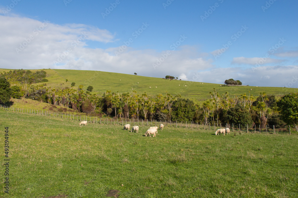 White sheep peacefully grazing at green grass, Shakespear Regional Park, New Zealand.