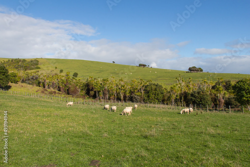 White sheep peacefully grazing at green grass, Shakespear Regional Park, New Zealand. © daisy_y