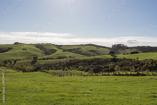 Green grass hills at Shakespear Regional Park, New Zealand.