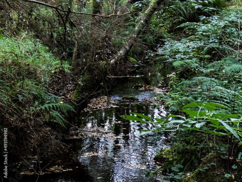 The Course of Sesin river. A Capela, Galicia, Spain