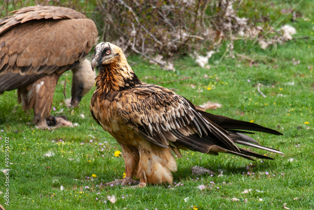 Fototapeta premium Gypaète barbu,.Gypaetus barbatus, Bearded Vulture, Vautour fauve,.Gyps fulvus, Griffon Vulture