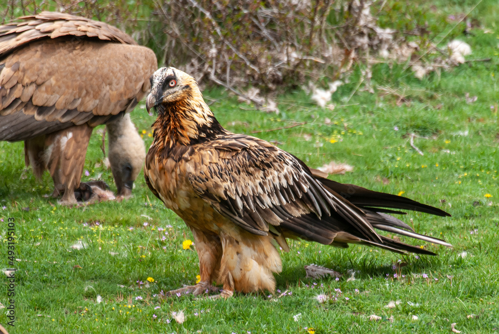 Fototapeta premium Gypaète barbu,.Gypaetus barbatus, Bearded Vulture, Vautour fauve,.Gyps fulvus, Griffon Vulture