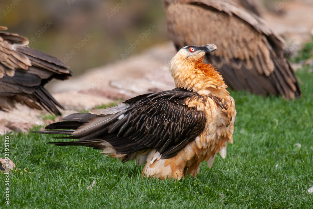 Fototapeta premium Gypaète barbu, .Gypaetus barbatus, Bearded Vulture