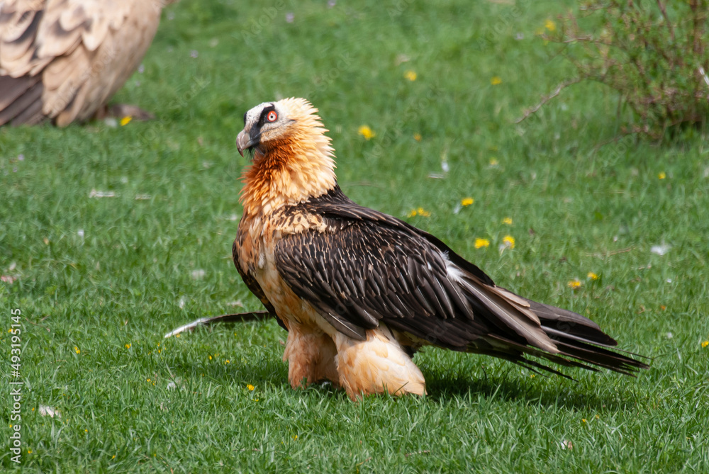 Fototapeta premium Gypaète barbu, .Gypaetus barbatus, Bearded Vulture