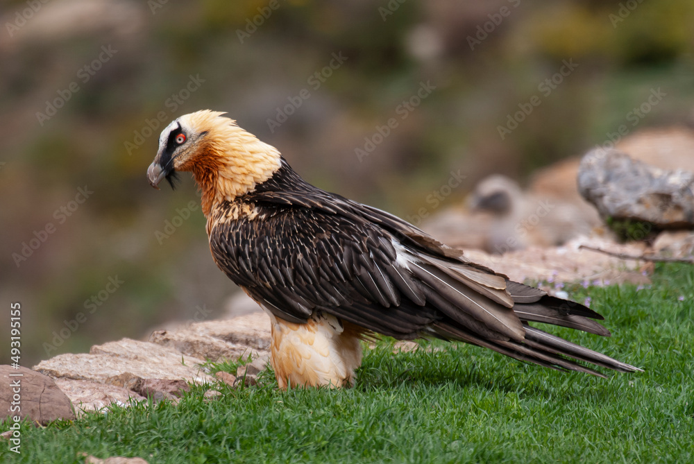Fototapeta premium Gypaète barbu, .Gypaetus barbatus, Bearded Vulture
