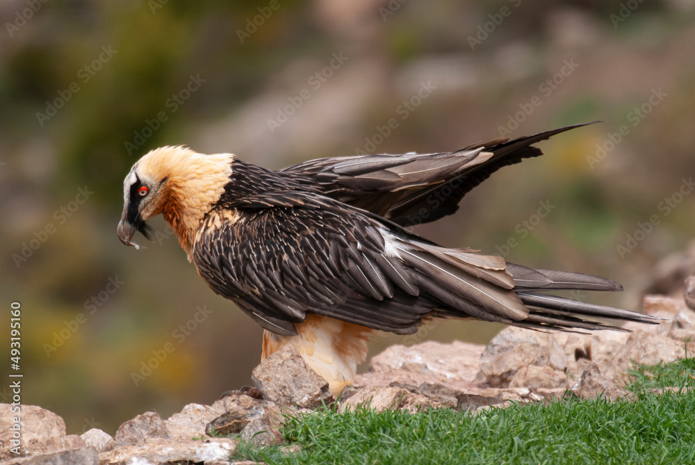 Fototapeta premium Gypaète barbu, .Gypaetus barbatus, Bearded Vulture