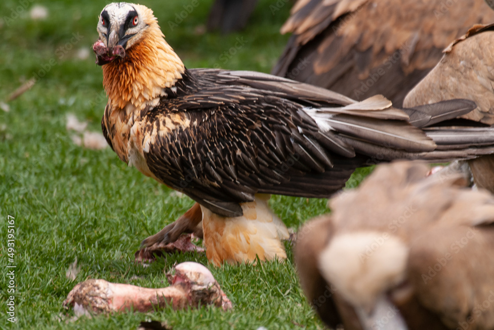 Fototapeta premium Gypaète barbu, .Gypaetus barbatus, Bearded Vulture